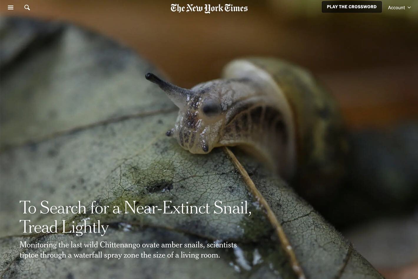 &ldquo;To Search for a Near-Extinct Snail, Tread Lightly: Monitoring the last wild Chittenango ovate amber snails, scientists tiptoe through a waterfall spray zone the size of a living room.&rdquo; - with @nytimes, wonderful writing by Oliver Whang (