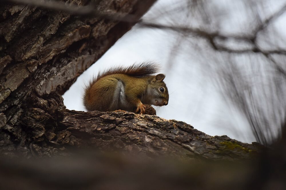 Endlessly entertained by red squirrels. 

#redsquirrel #tamiasciurushudsonicus #squirrel