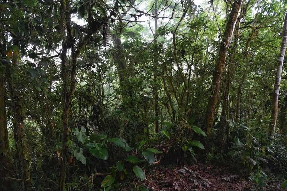 Admiring gorgeous forest and birds in the Costa Rican highlands (in between filming interviews). #costarica