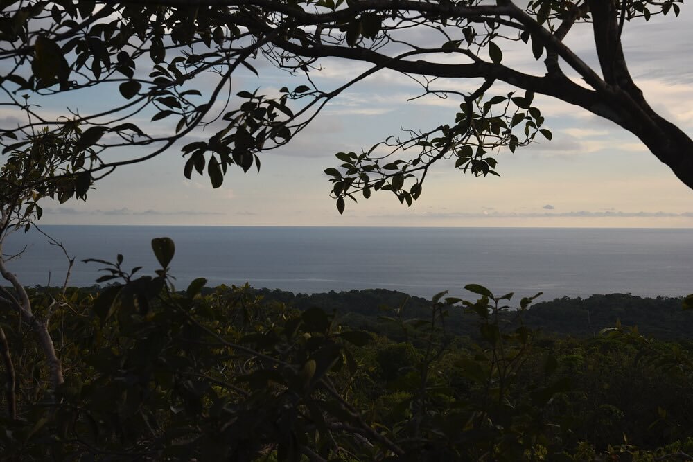 Ocean views, frigatesbirds, manakins, spider monkeys, and copper rainforest light in the Osa Peninsula, Costa Rica (that I was fortunate enough to see while traveling for a film project). #costarica #osapenisula #costaricabirds