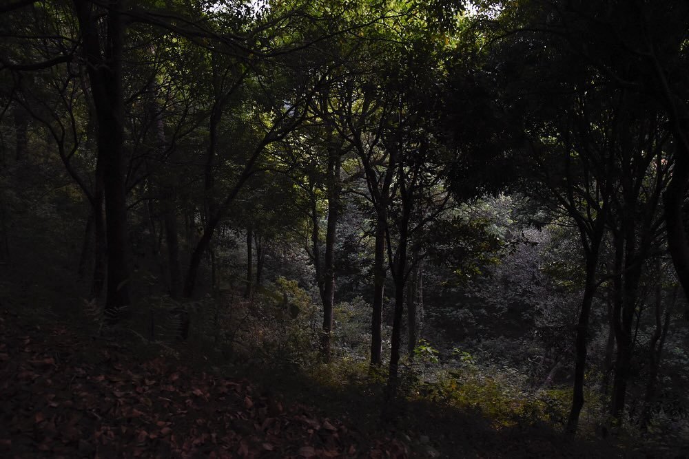 More scenes and moments from Wayanad, Western Ghats that will be illustrating my dreams and imagination for some time.

#westrenghats #india #dreamscape #wayanad