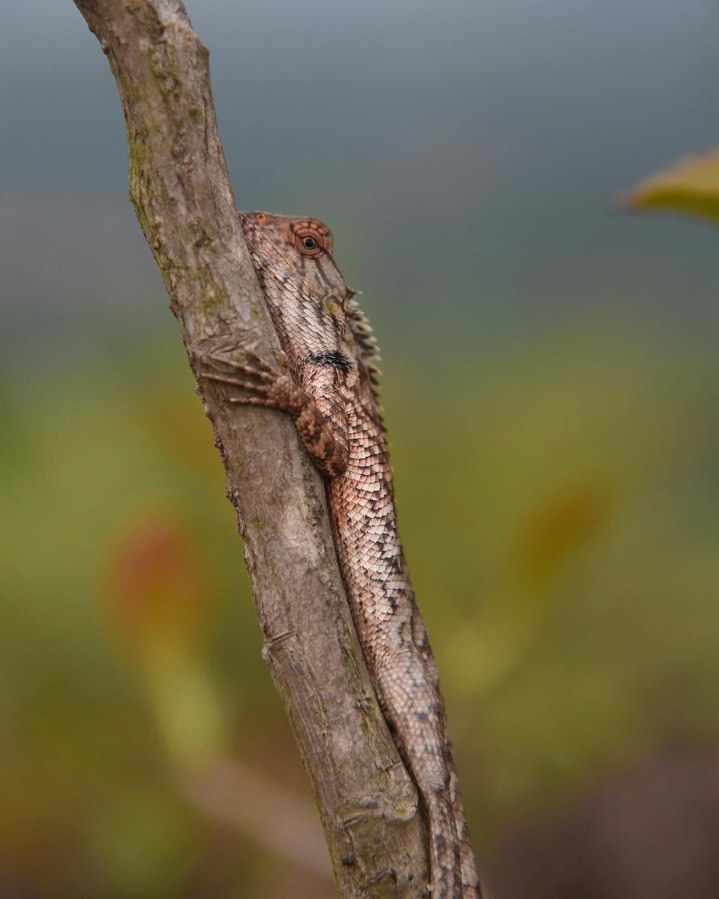 Marveling at India&rsquo;s herps and flora in the Western Ghats.

#kalinga #agumbe #india #westernghats