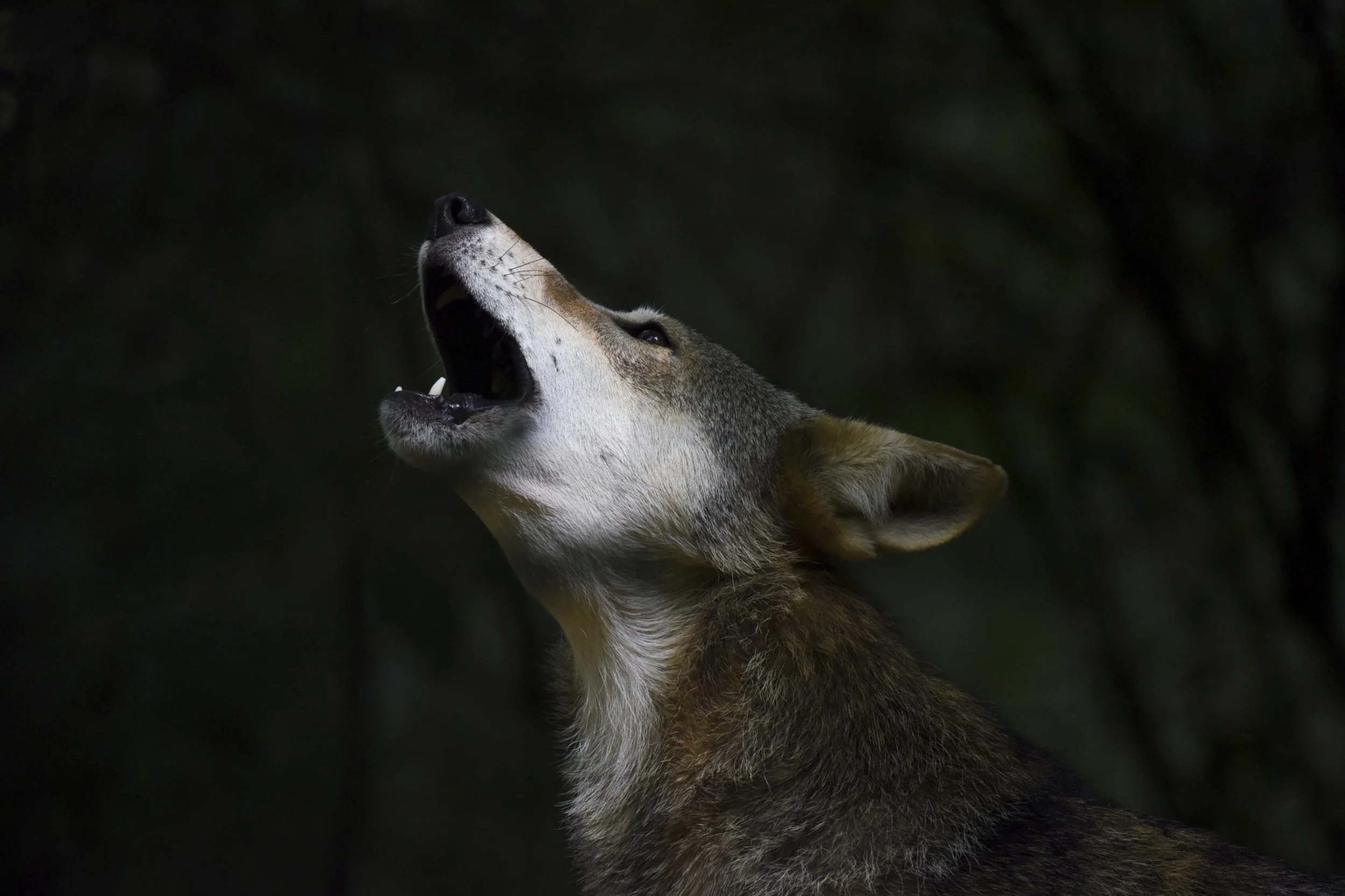  A male wolf named Apollo howls alongside his family at Reflection Riding Arboretum and Nature Center in Chattanooga, Tennessee. While he will likely never be released to the wild, the two male puppies he and his mate produced in 2021 may be candidat