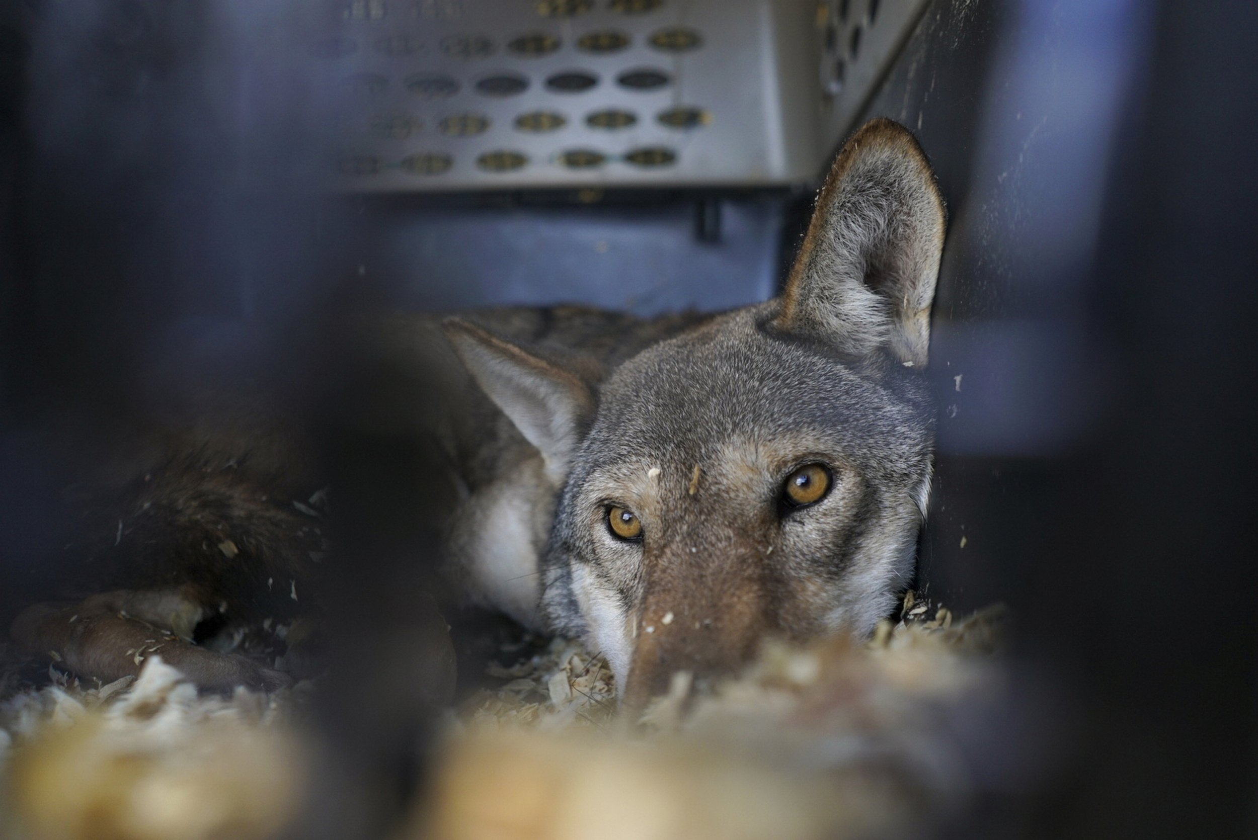 Tom stares out of his wolf carrier on a plane that transported him from his natal pack at the Wolf Conservation Center in South Salem, New York. He is to be released into wild at St. Vincent National Wildlife Refuge, Florida in early 2022. The hope 