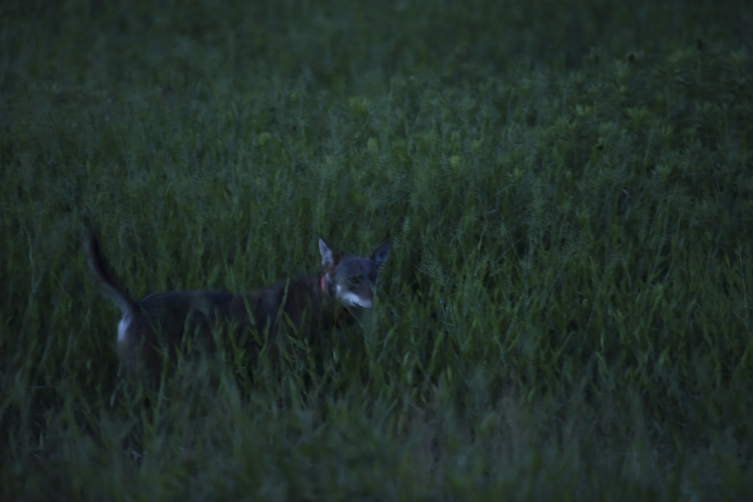  A wild female red wolf explores an agricultural field at dusk in Alligator River National Wildlife Refuge, North Carolina. She and her mate gave birth to six pups in April 2022, the first wild born litter since 2018.  