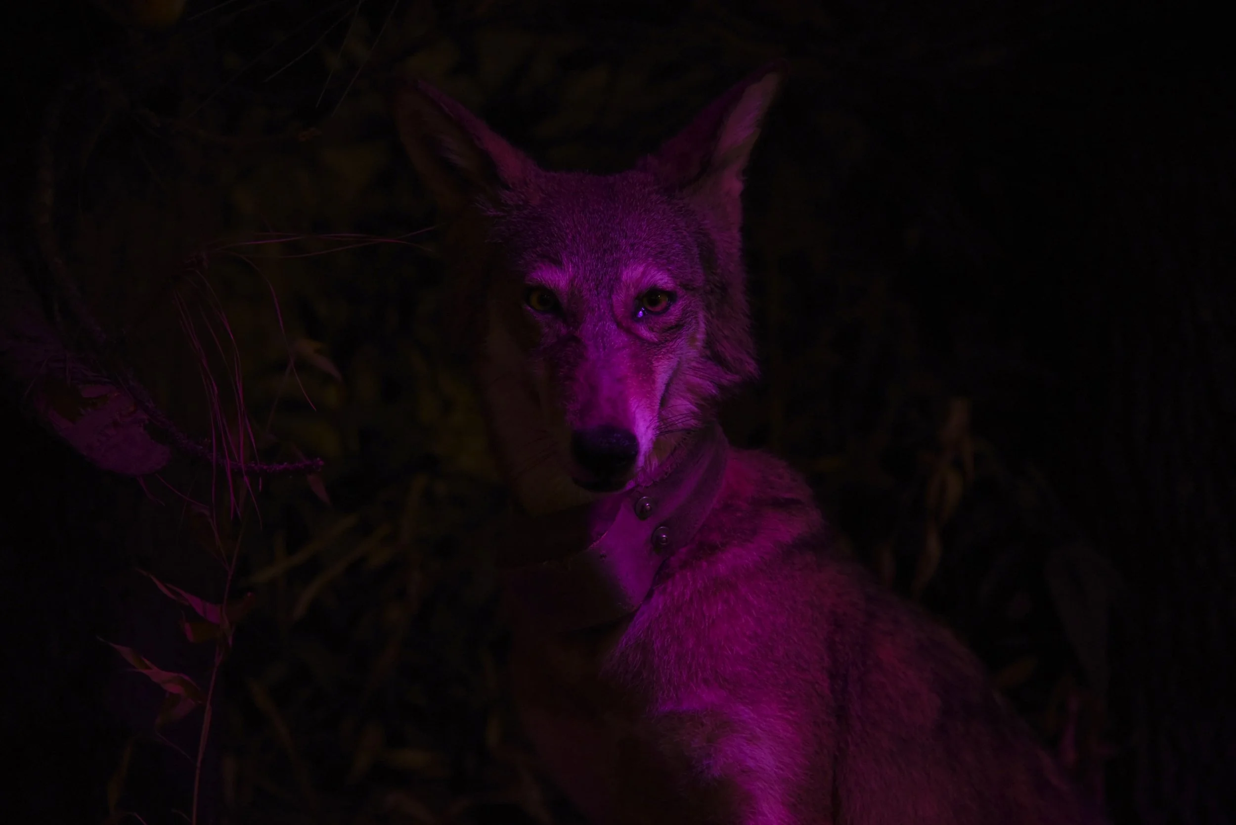  A taxidermied red wolf in a visitor center diorama showcases a collar used for tracking the wild red wolf population at Alligator River National Wildlife Refuge, North Carolina by the US Fish and Wildlife Service. It is estimated that there are curr