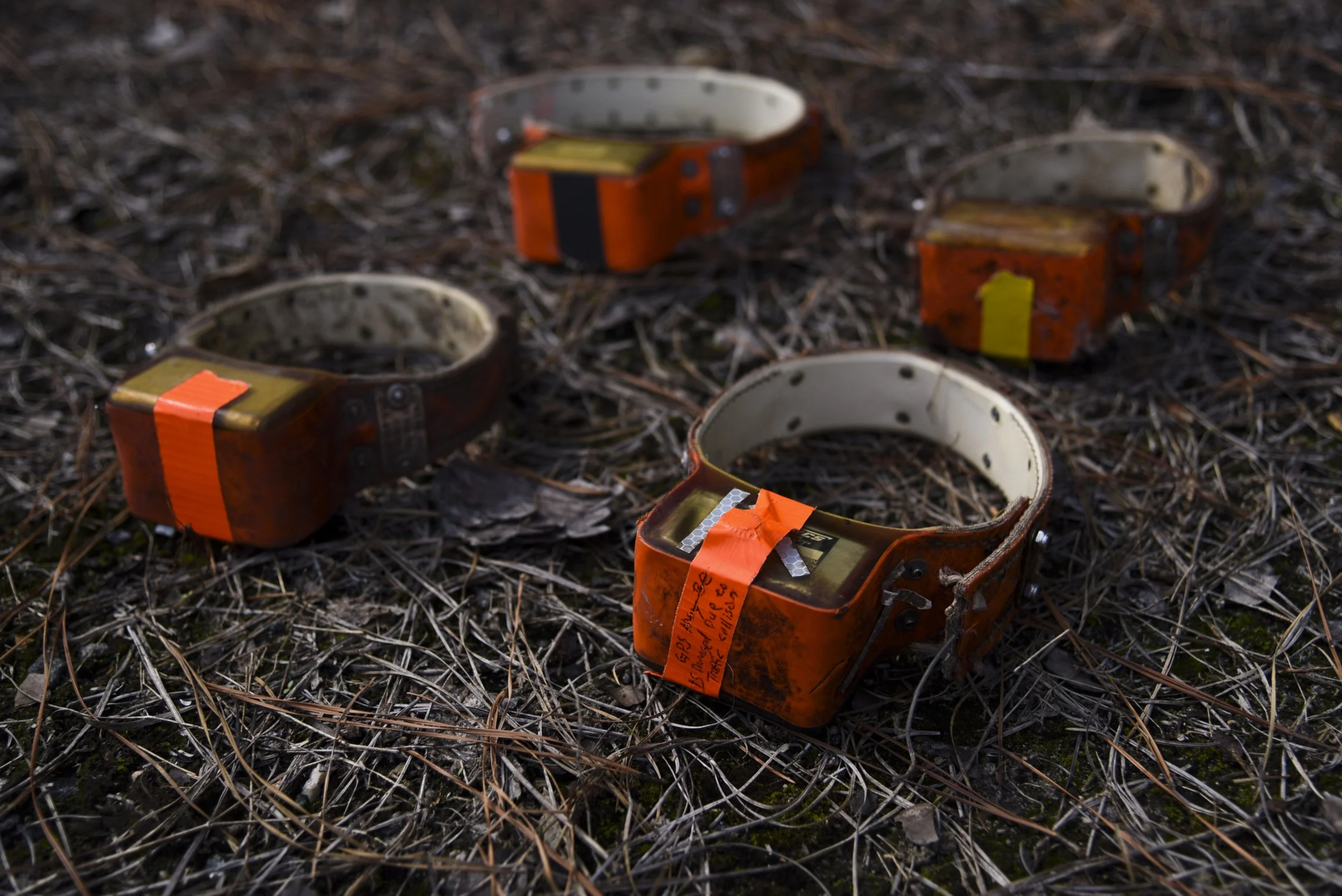  These damaged radio tracking collars were taken from red wolves killed in vehicle collisions during 2021. Vehicle strikes are a leading cause of death for wild red wolves. 