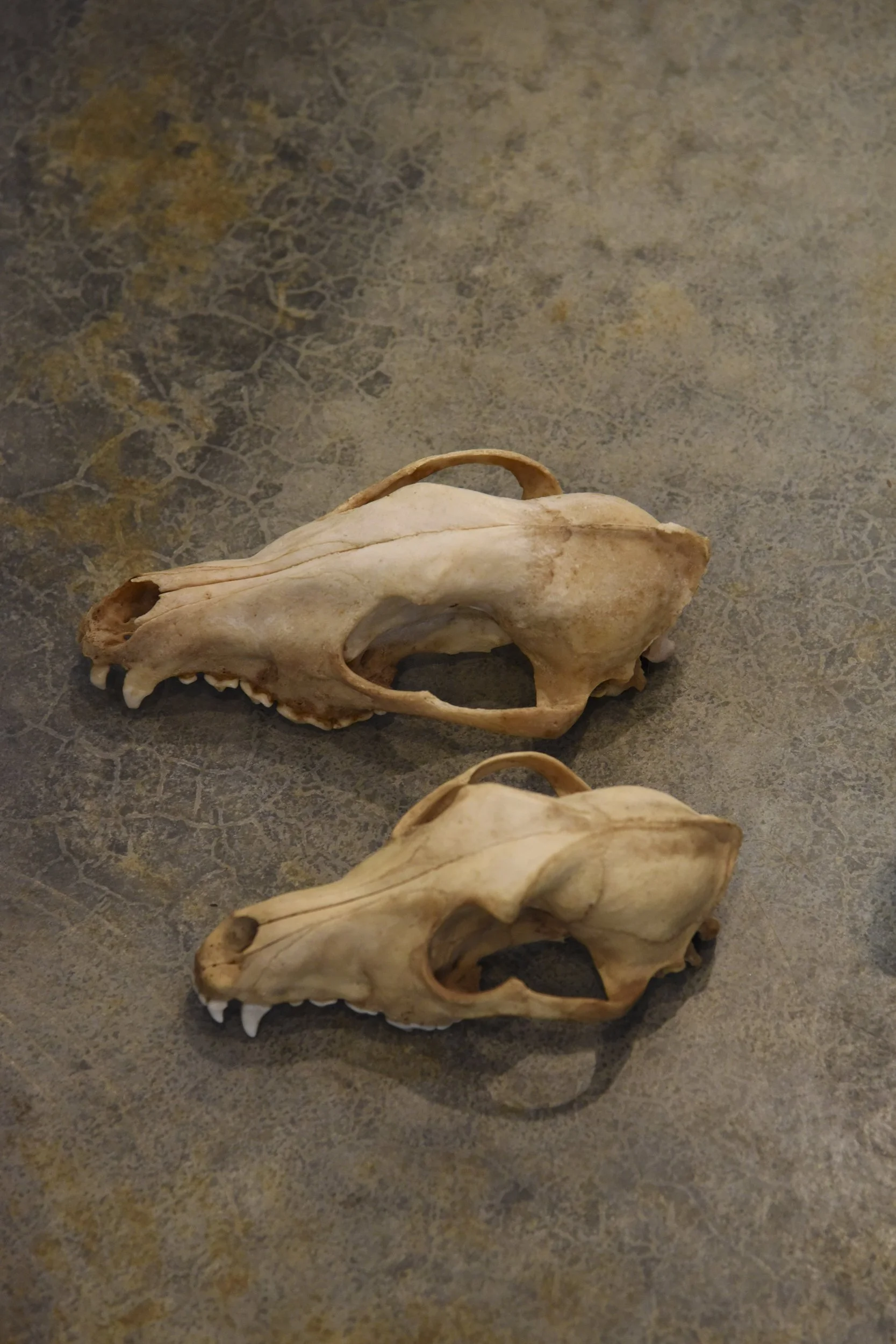  Red wolf skull (top) and coyote skull are used in interpretive programming at Reflection Riding Arboretum and Nature Center, Chattanooga, Tennessee.  