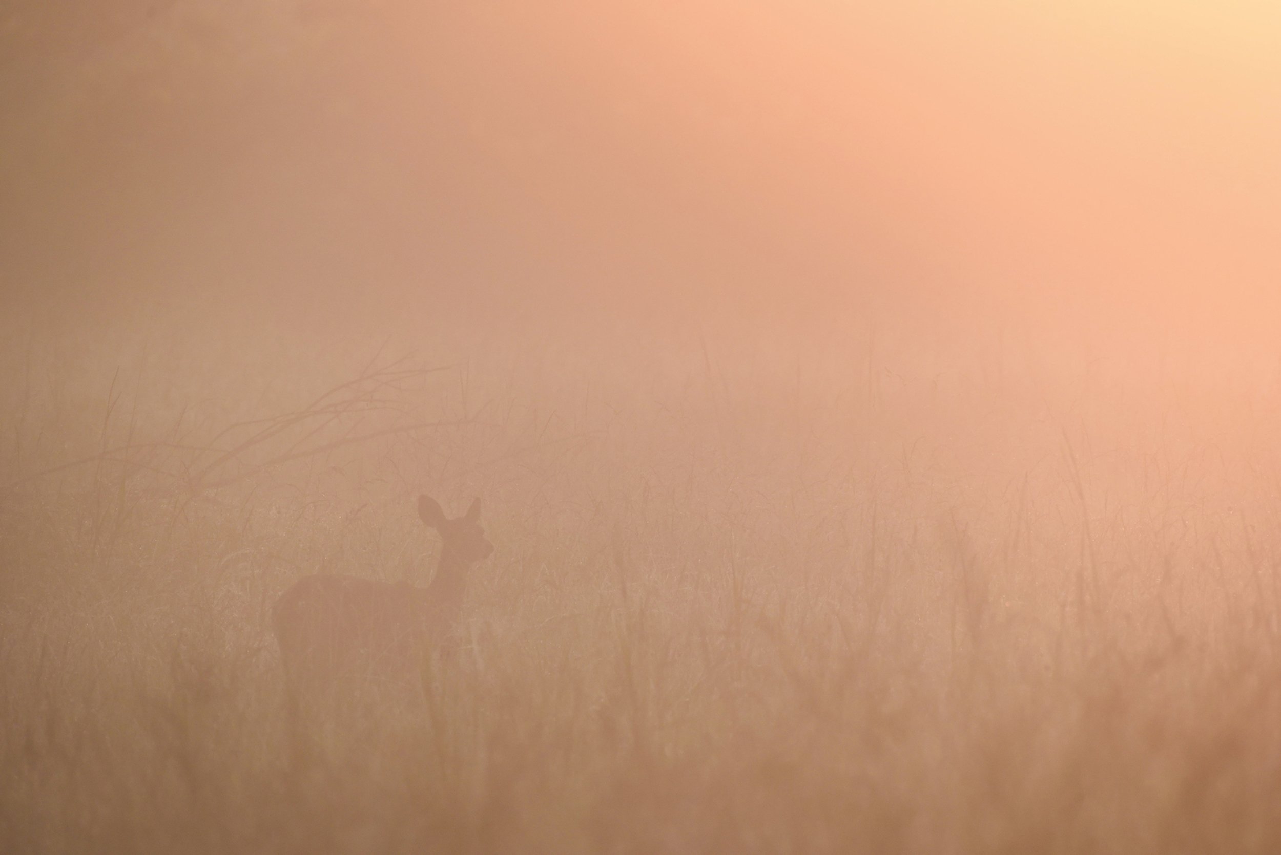  A white-tailed deer grazes at dawn. Deer have been at the center of the red wolf acceptance debate in eastern North Carolina. Many hunters allege that the wolves have negatively impacted their annual deer yields while data and research suggest that 