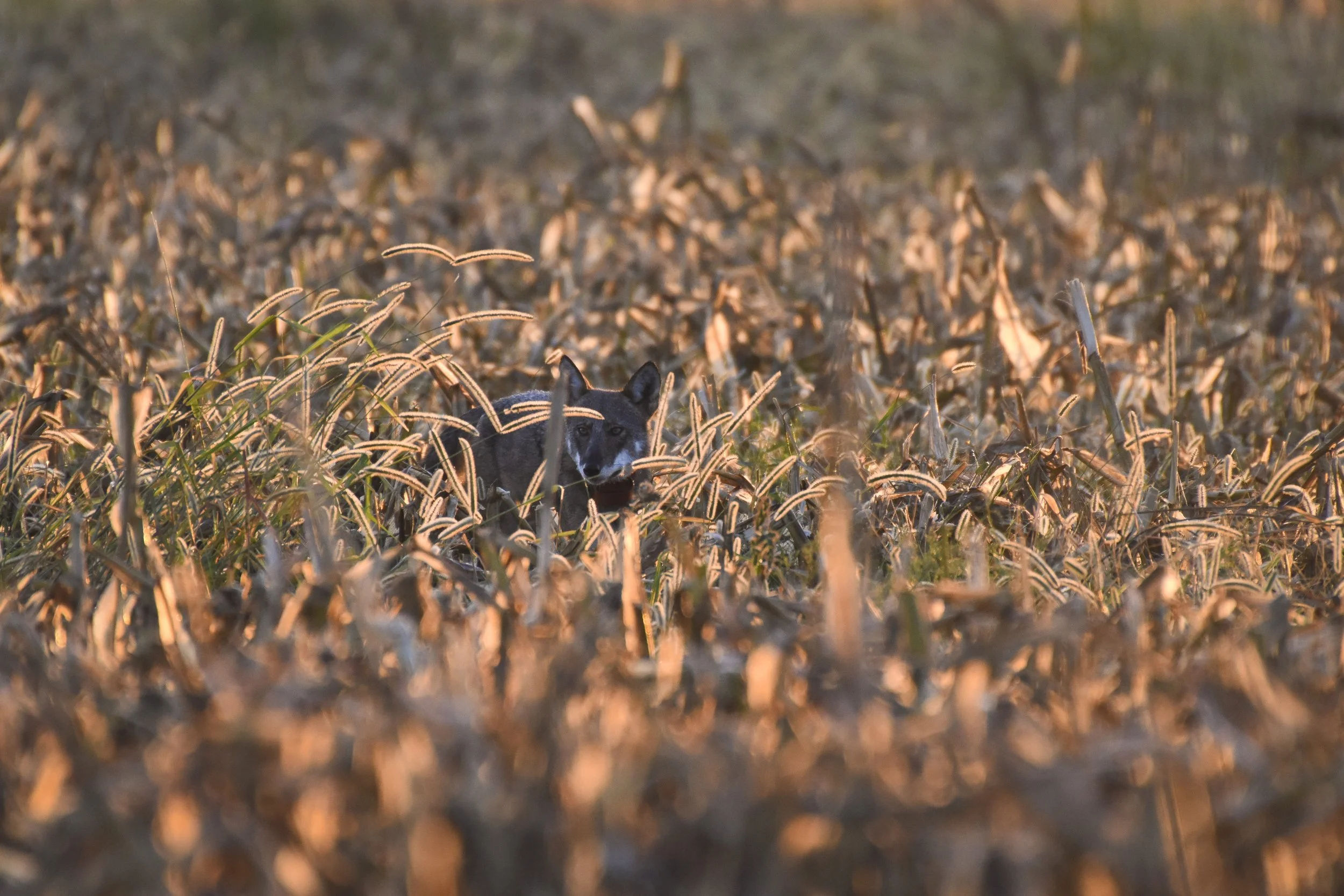  A wild red wolf hunts at dawn in a recently harvested agricultural field in Alligator River National Wildlife Refuge, North Carolina. She and her mate and mother make up the Milltail pack and occupy a territory almost entirely contained within the r