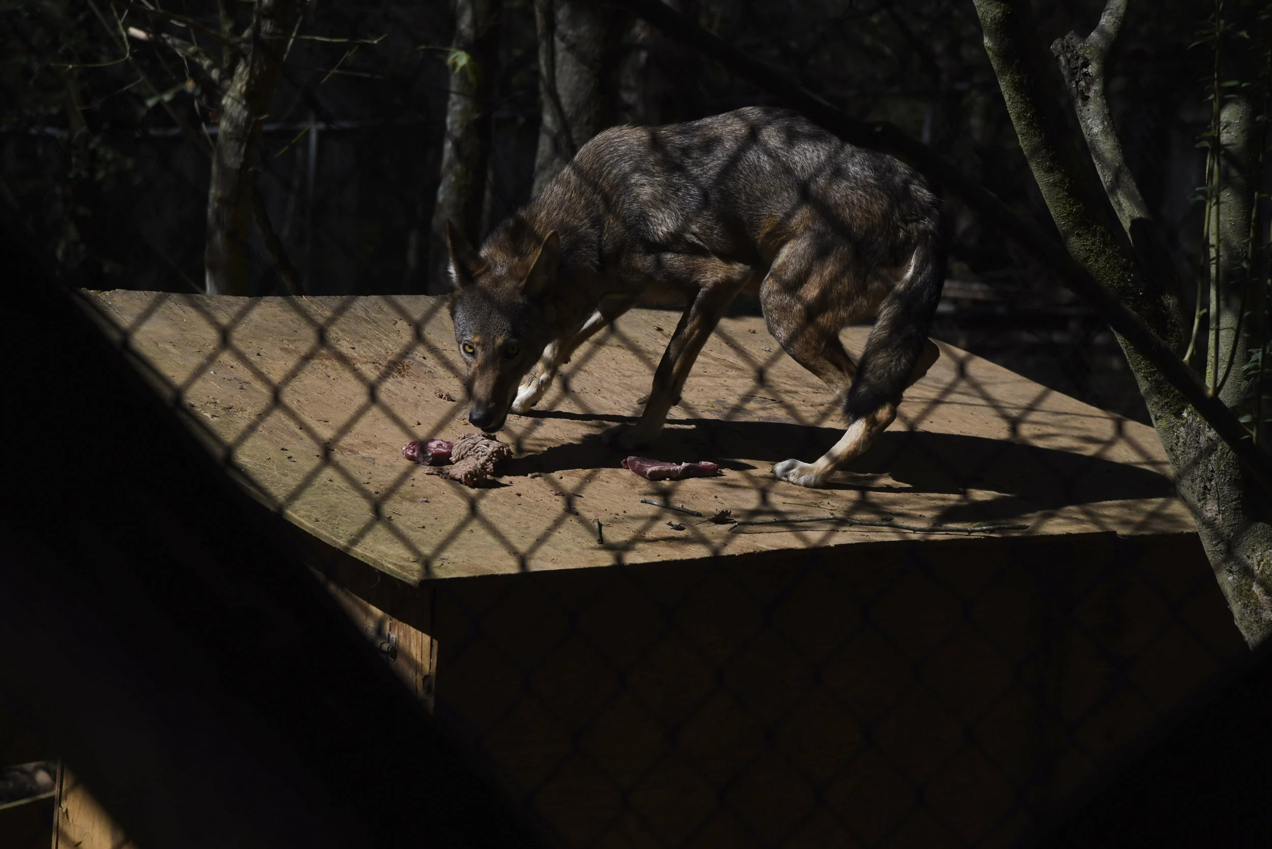  Ruby steals meat intended for her mate, Apollo, on top of their wolf house. Despite often being vilified and feared, red wolves are considered a timid and docile species by the biologists who study them.  