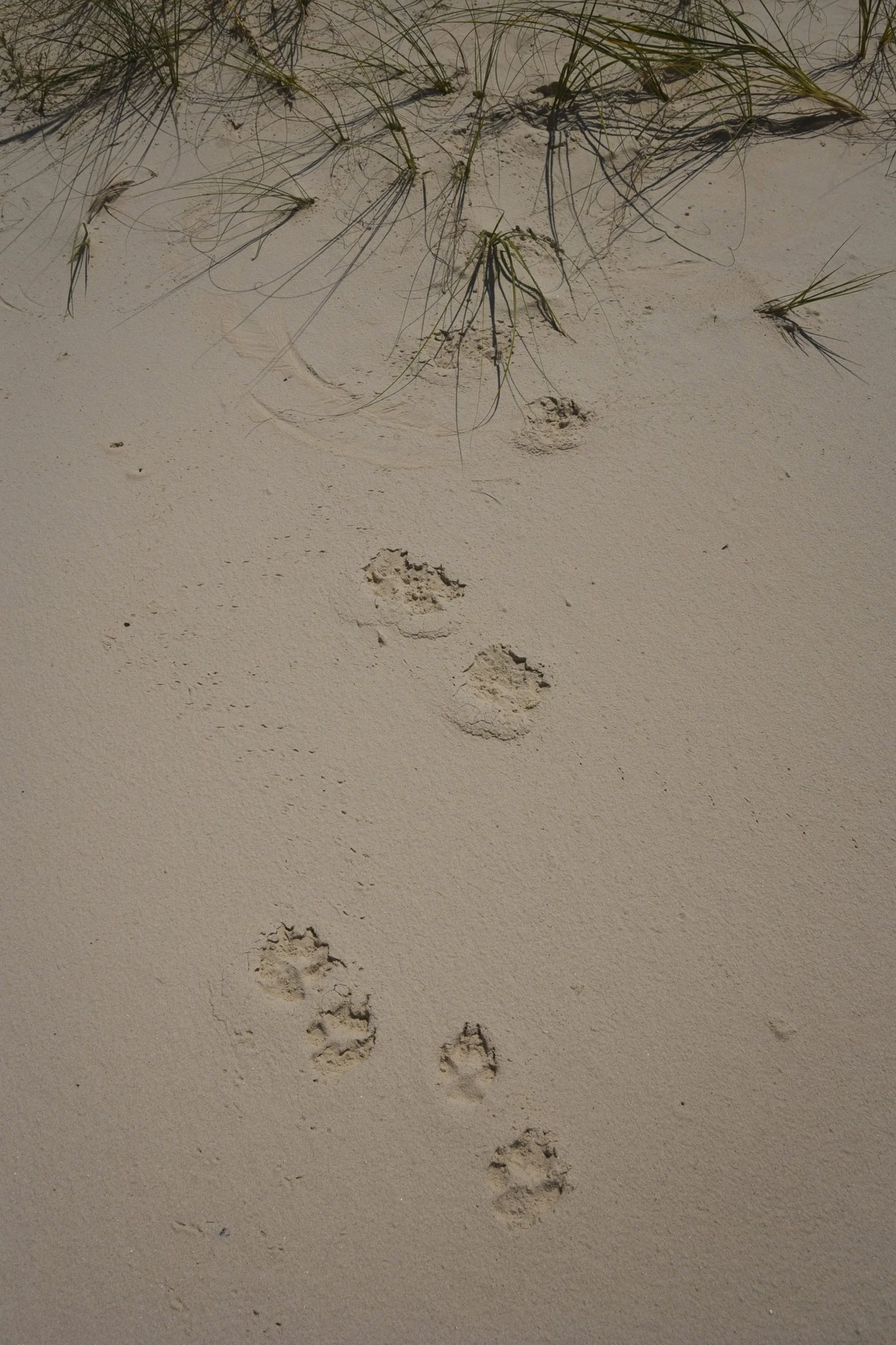  Wild red wolf footprints on a sand dune at St. Vincent National Wildlife Refuge, Florida. The resident wolves often wander the beach on the island searching for prey such as turtle eggs.  