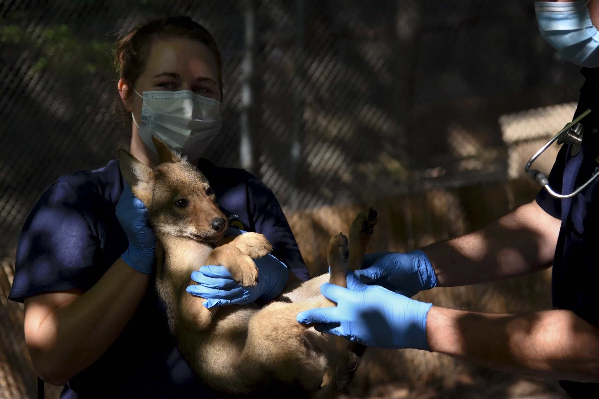  The veterinarian team at the North Carolina Zoo examine the back feet of one of the male pups born in April 2022. The three pups born at the zoo undergo a health check every couple of weeks to ensure they are thriving. 