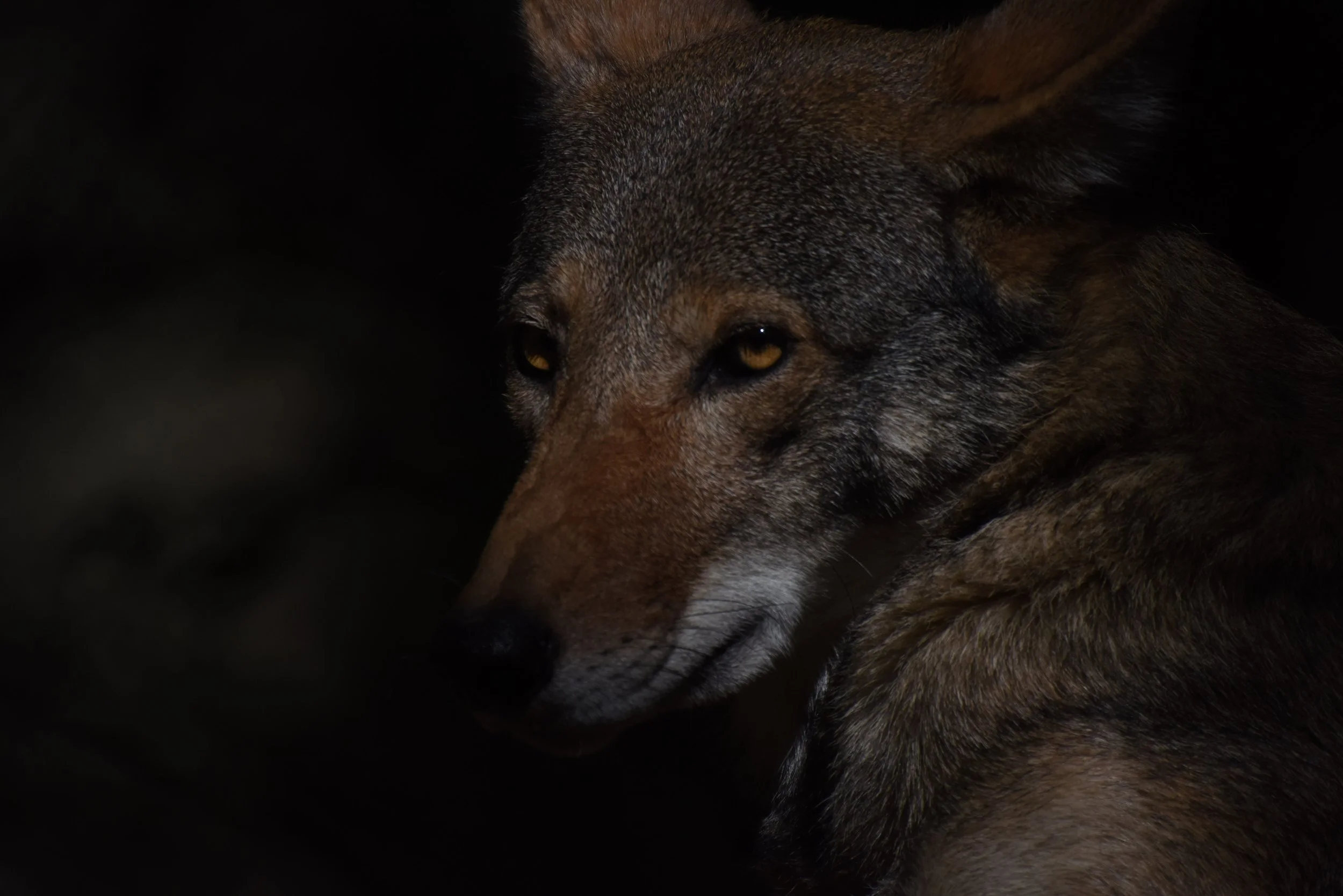  15. Ruby, a wolf at Reflection Riding Arboretum and Nature Center, Tennessee, rests during the heat of the day inside her enclosure. She and her family were selected to move to the Endangered Wolf Center in St. Louis, Missouri this year during the a