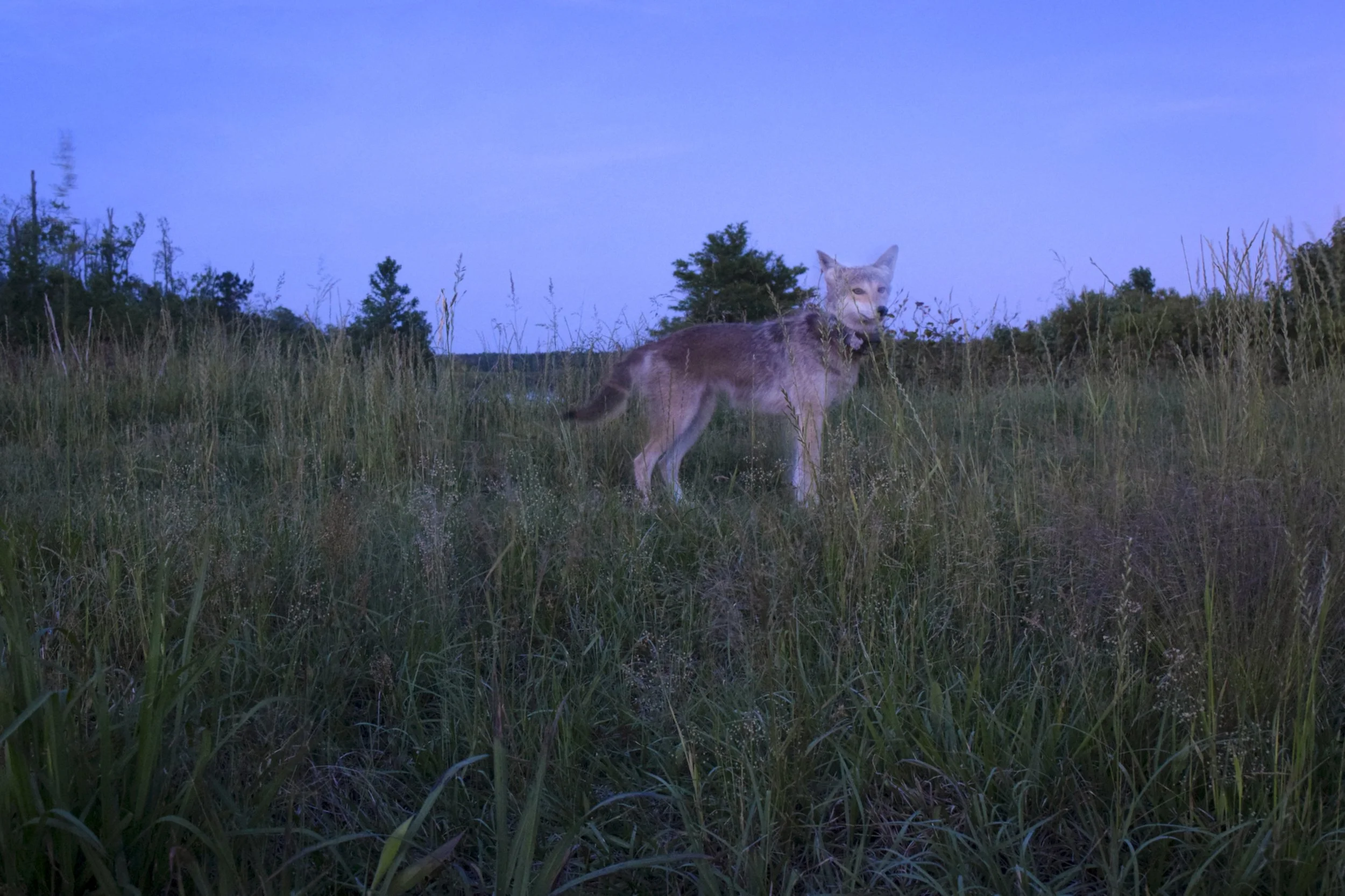  A radio collared coyote triggers a remote camera trap in Alligator River National Wildlife Refuge, North Carolina. In 2000 the US Fish and Wildlife Service identified coyotes, having migrated east, as a hybridization threat to the reintroduced wild 