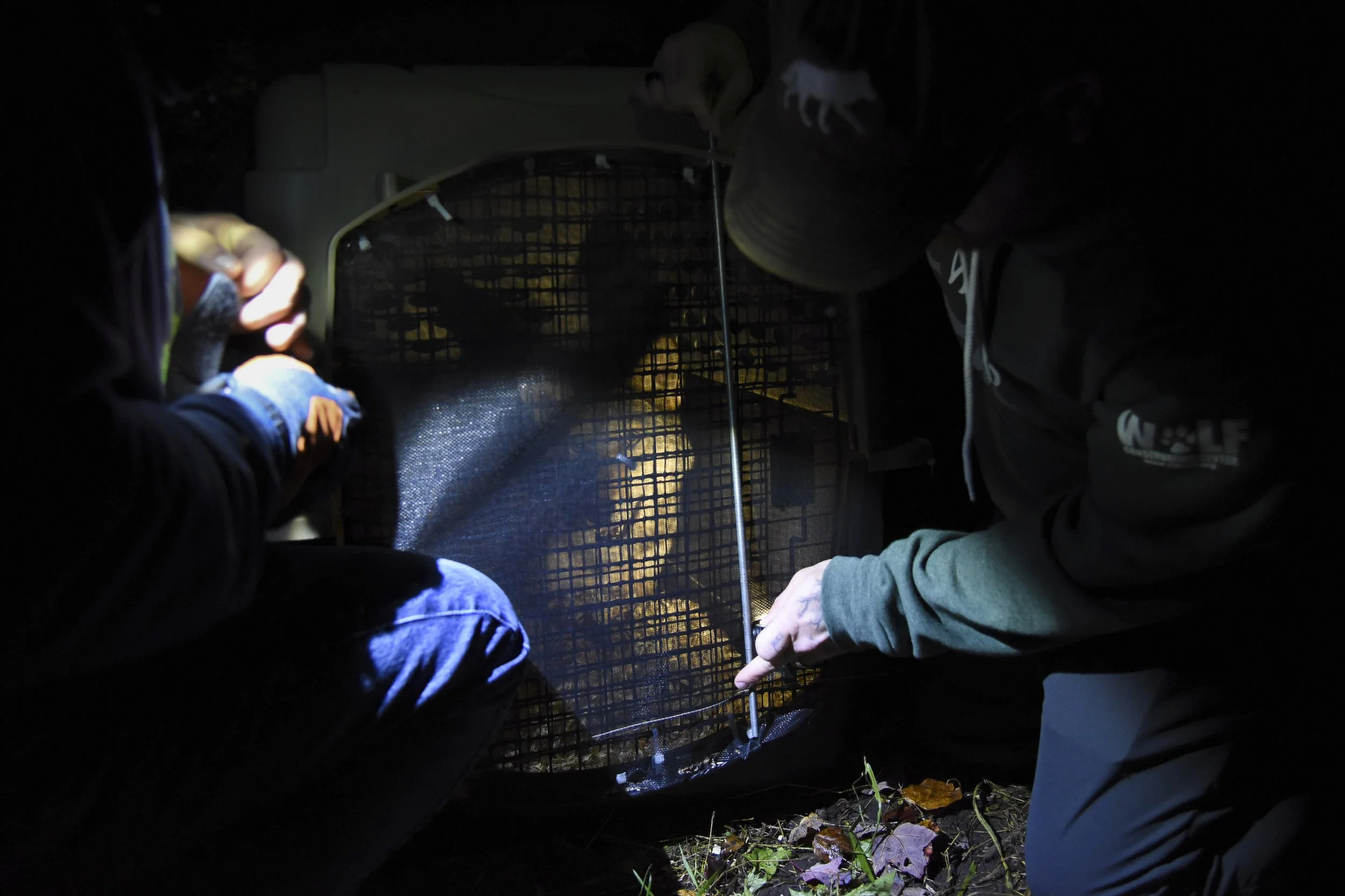  Team members from the Wolf Conservation Center in South Salem, New York secure a carrier after capturing a red wolf who has been selected for release in the wild.  