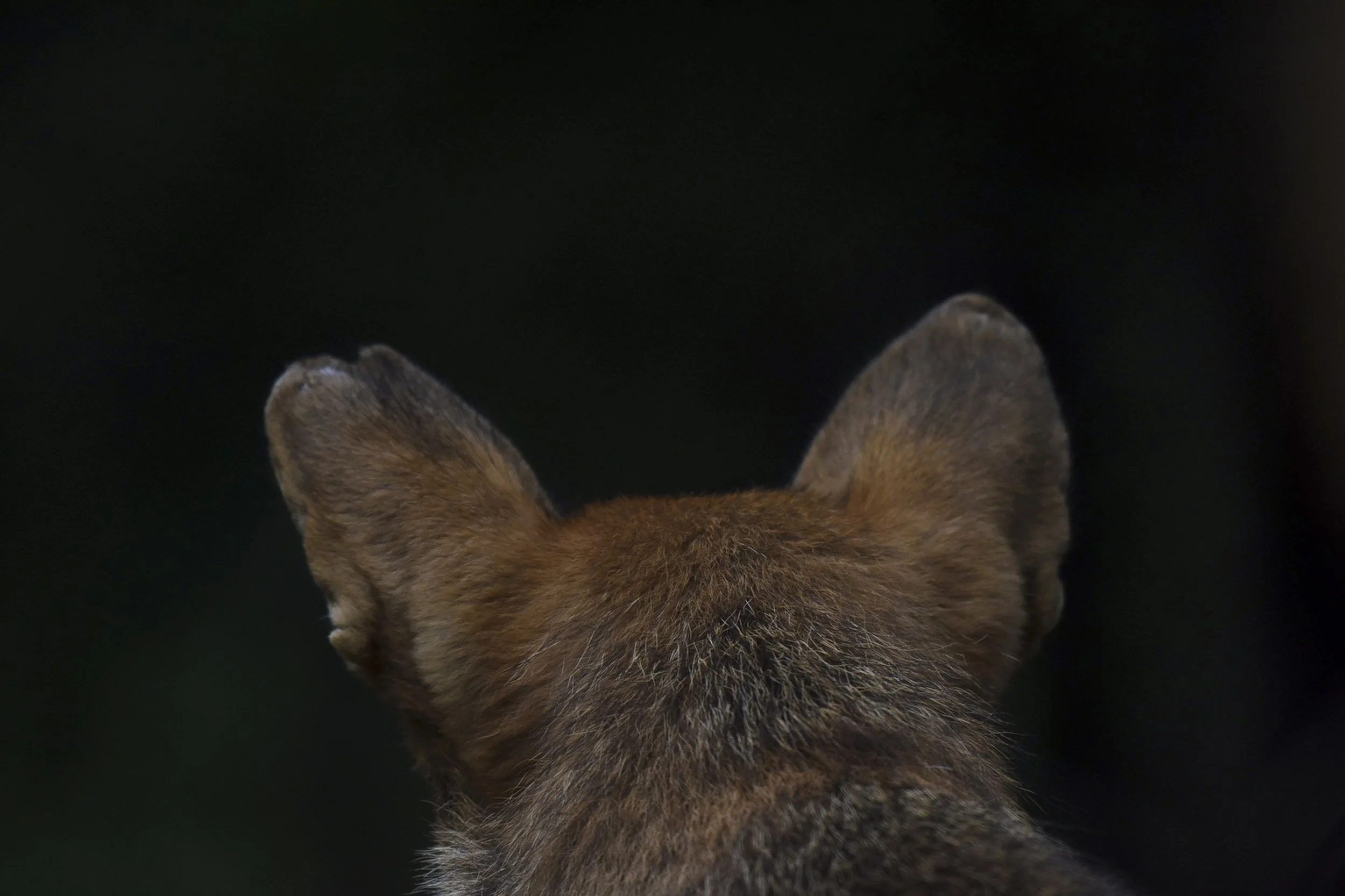  Clay (M2145) was released from captivity as part of a family group into Pocosin Lakes National Wildlife Refuge, North Carolina earlier this year. However, the US Fish and Wildlife Service Òcaptured and removed him from the wild due to substantial co