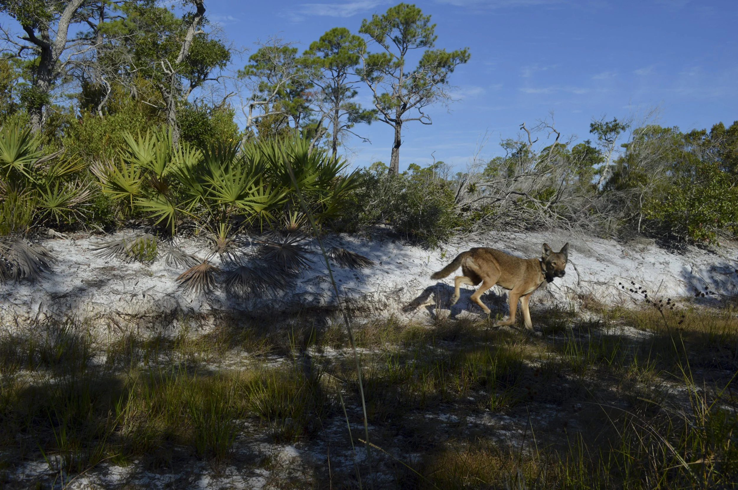  A wild female red wolf triggers a remote camera trap on St Vincent Island, Florida. The US Fish and Wildlife Service is hopeful that she will produce her first litter this year with a captive male they released in early 2022 on the island propagatio