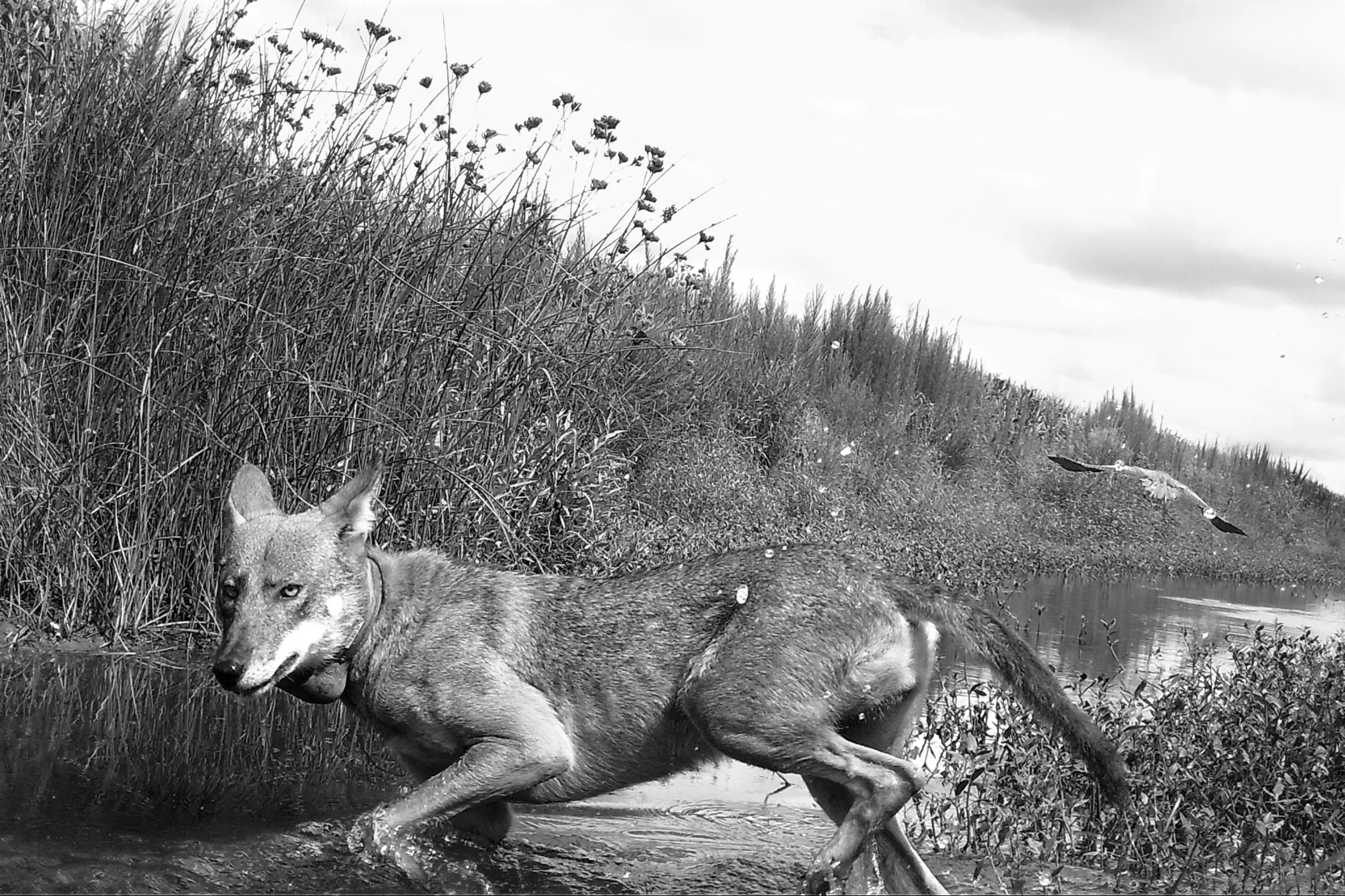  A wild born red wolf female triggers a remote camera trap while crossing a canal between agricultural fields in Alligator River National Wildlife Refuge, North Carolina. The US Fish and Wildlife Service is hopeful that she will successfully breed th