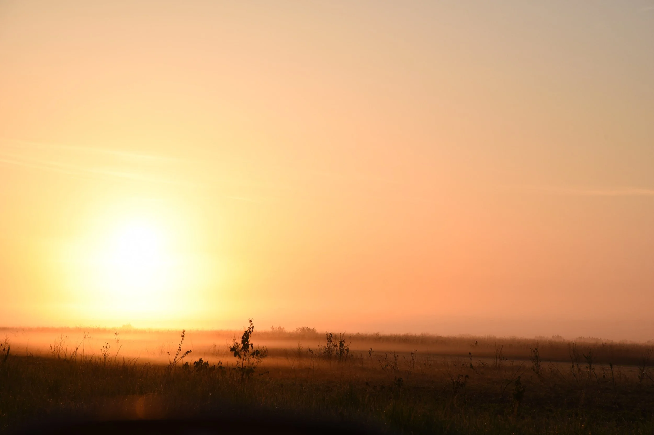  Agricultural fields seen at dawn at Alligator River National Wildlife Refuge, North Carolina. Fields within the refuge provide habitat for red wolves to hunt rodents and other prey species. 