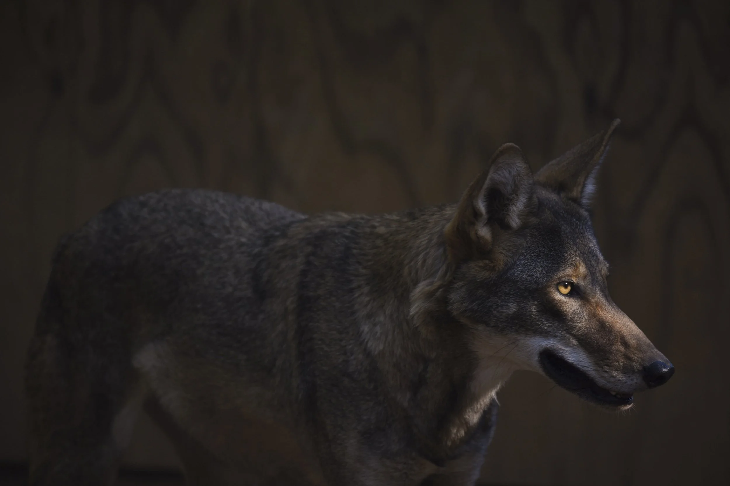 A red wolf named Ruby at Reflection Riding Arboretum & Nature Center in Tennessee. Each year biologists meet to discuss possible wolf matches for the upcoming breeding season. With a limited gene pool of 14 founders, it's critical to diversify the s