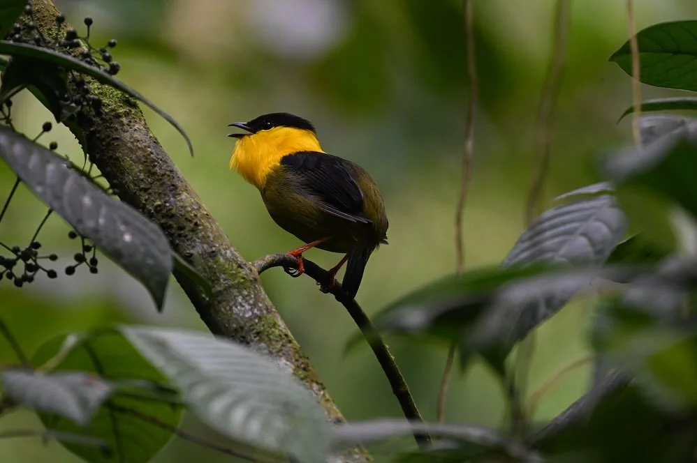 Lovely Panama - incredible cloud forest, mythical birds, cheeky monkeys, sparking bioluminescent plankton and beyond. (I&rsquo;m continuing to distract/procrastinate through vacation photo editing). @william.jackblack.longtail 

#panama