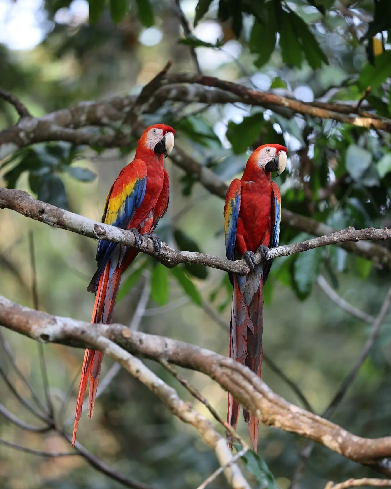 &ldquo;Mexico&rsquo;s Long Road to a Scarlet Macaw Revival,&rdquo; for @cornellbirds Living Bird Magazine with a few images alongside @timlaman and @russlaman. The story written by Jorge Rodr&iacute;guez features our incredible partners @natura_mexic
