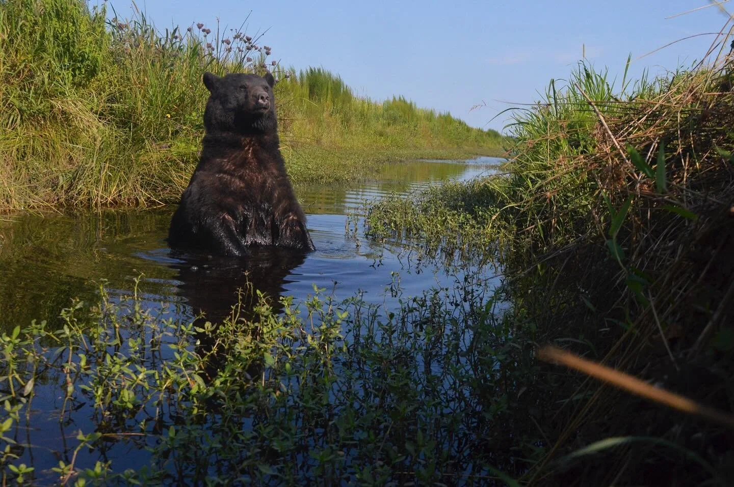 A black bear triggers a remote camera trap while cooling off in an irrigation canal in North Carolina. 

Shortly after this photo was taken, this camera set up was knocked over by a bear and flooded. Maybe this same one. I have a lot of ambivalent fe