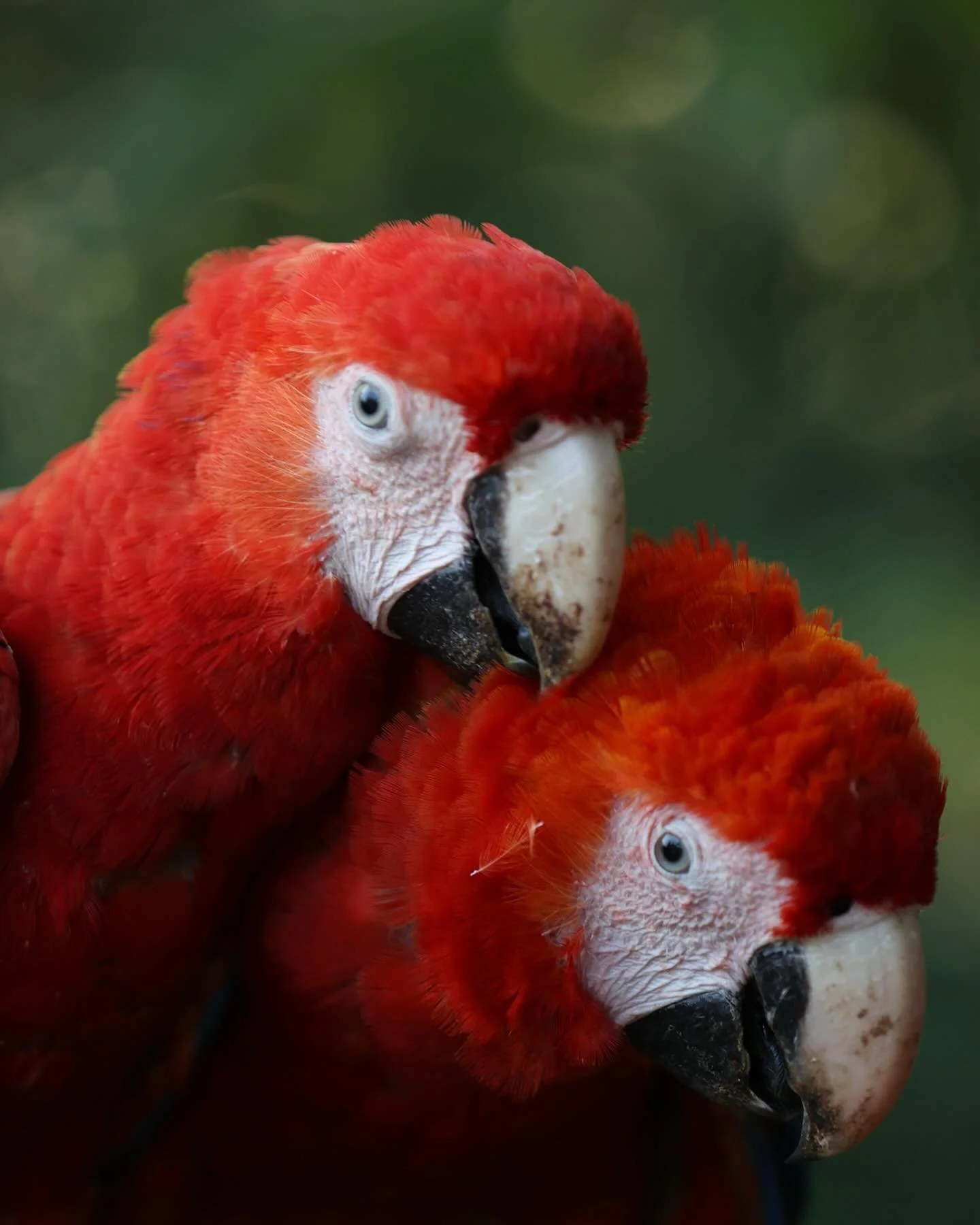 &ldquo;Conservaci&oacute;n de la Guacamaya Roja en M&eacute;xico (Conservation of the Scarlet Macaw in Mexico),&rdquo; our Cornell Lab film collaboration with our incredible partners @natura_mexicana is online now. Learn about their amazing, innovati