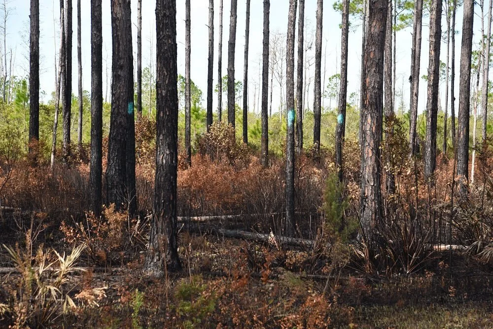 The indelible Okefenokee Swamp, Georgia. But like many wild, wonderful places the Okefenokee is threatened by human development and greed. Twin Pine Minerals is planning to build a titanium mine just outside this fragile ecosystem. Irreparable harm w
