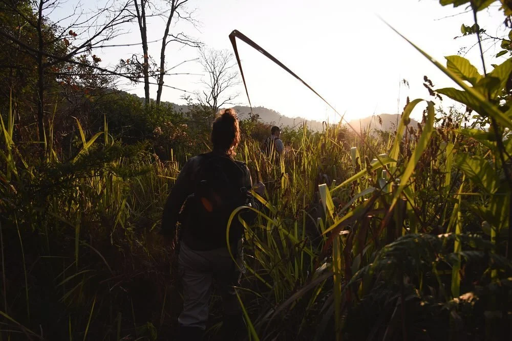 Achingly beautiful morning hike in the Western Ghats looking for birds, plants and animal sign. @maisiemcneice @westcott_whippoorwills @wildayesha 

#india #westernghats
