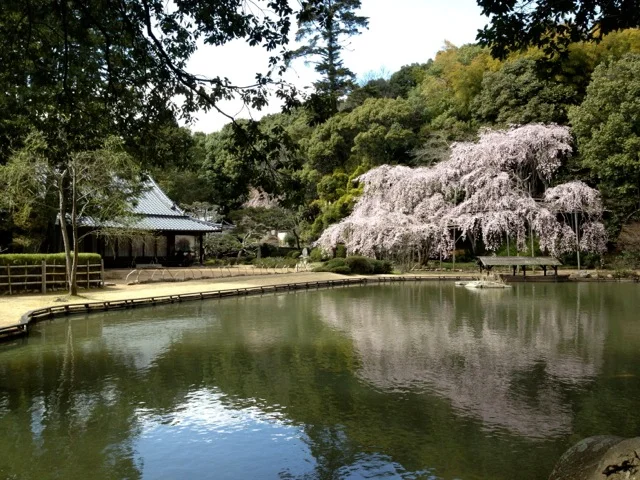 sogenji-cherry-blossoms.jpg