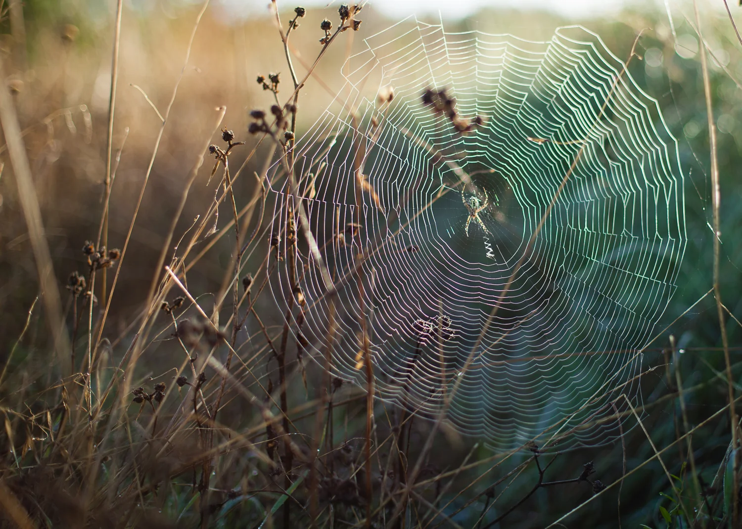 Spider and her web basking in the backlit sun.