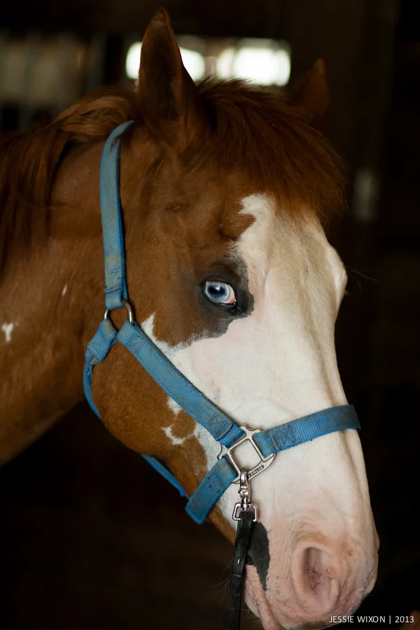 horse-13.jpg