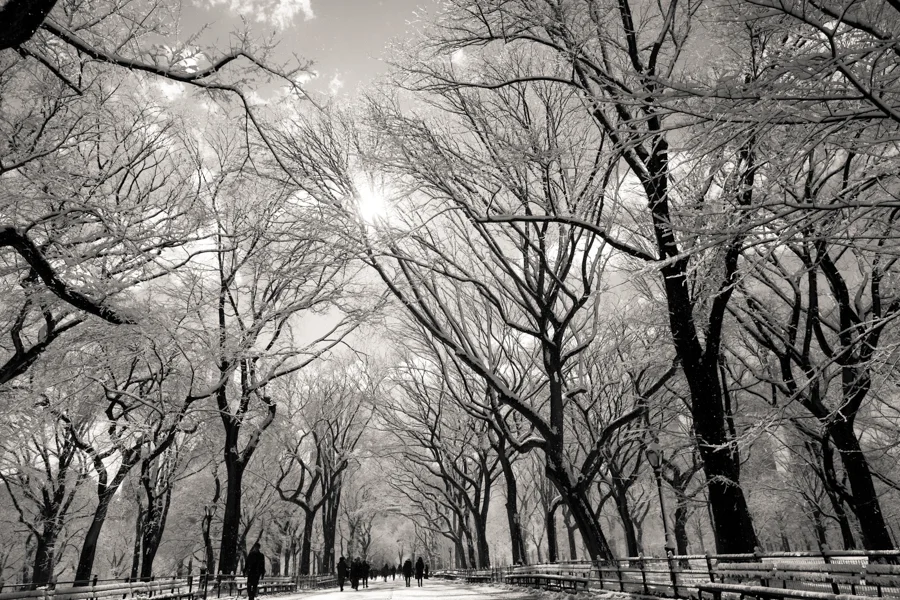 Central Park after the Snow - NYC Photographer — Jessie Wixon Photography