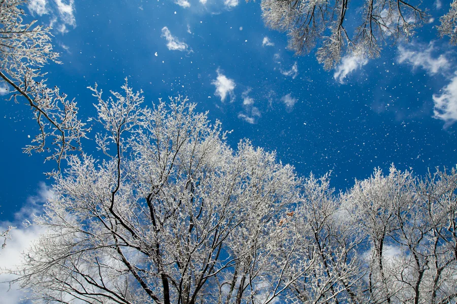 Central Park after the Snow - NYC Photographer — Jessie Wixon Photography