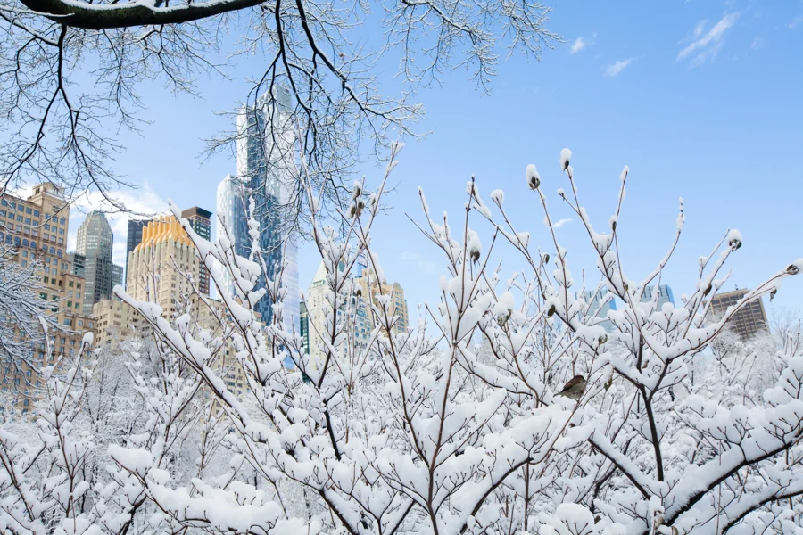 Central Park after the Snow - NYC Photographer — Jessie Wixon Photography