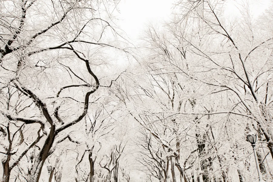 Central Park after the Snow - NYC Photographer — Jessie Wixon Photography