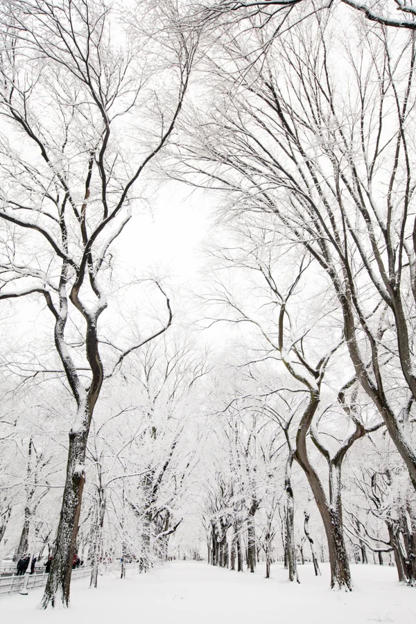 Central Park after the Snow - NYC Photographer — Jessie Wixon Photography