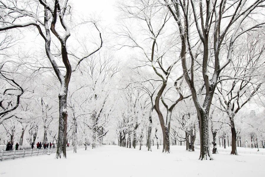 Central Park after the Snow - NYC Photographer — Jessie Wixon Photography