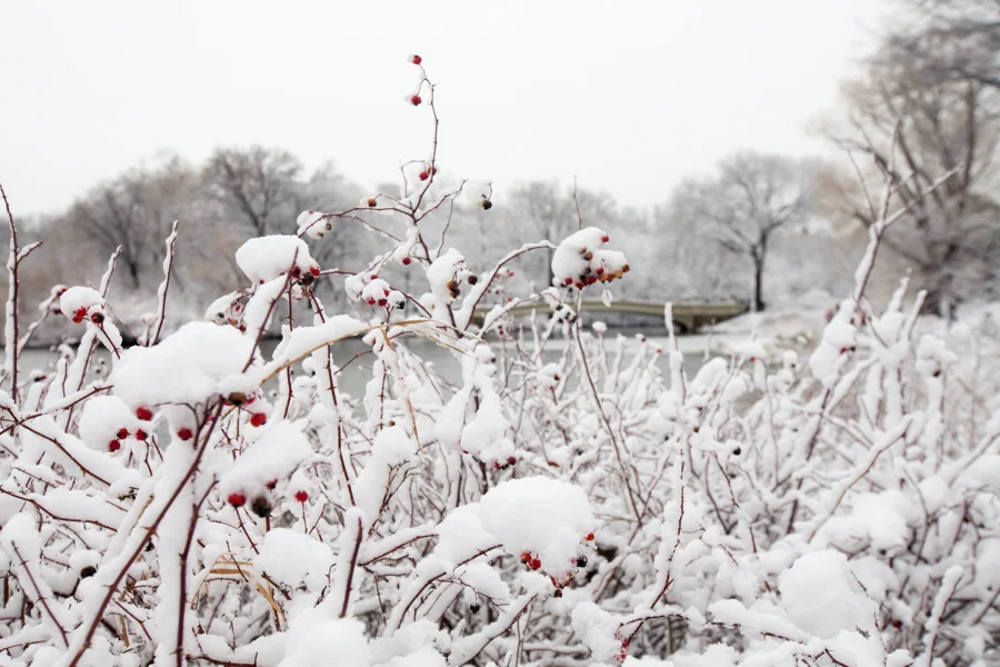 Central Park after the Snow - NYC Photographer — Jessie Wixon Photography