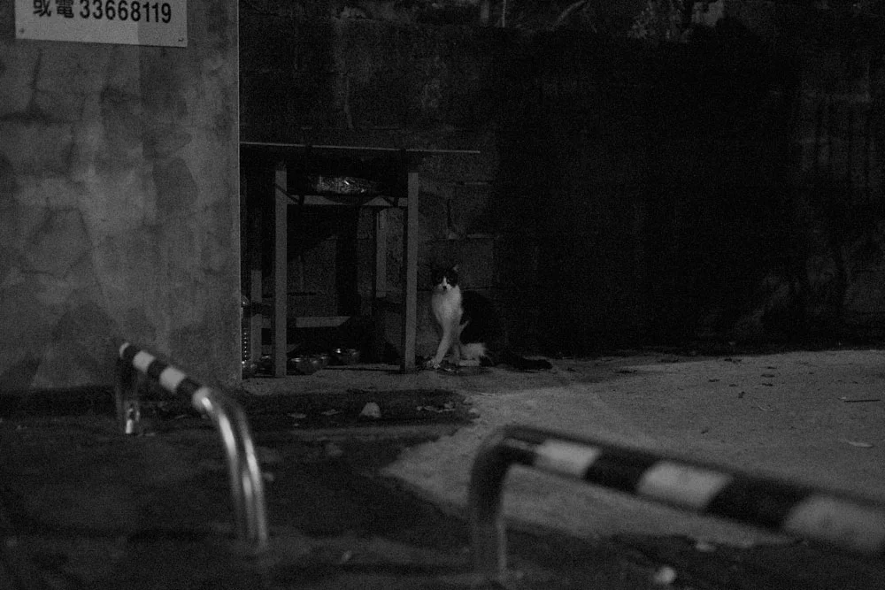 f/2.0, 1/250s, ISO 12800