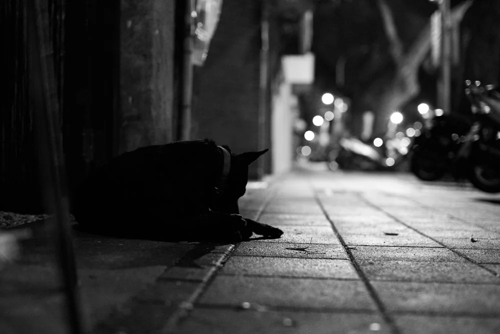 f/2.0, 1/100s, ISO 1600
