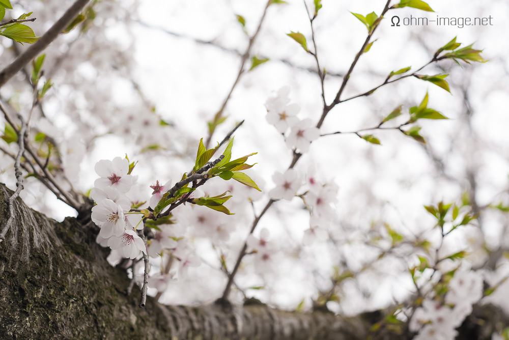 2015 Cherry Blossoms - 02.jpg