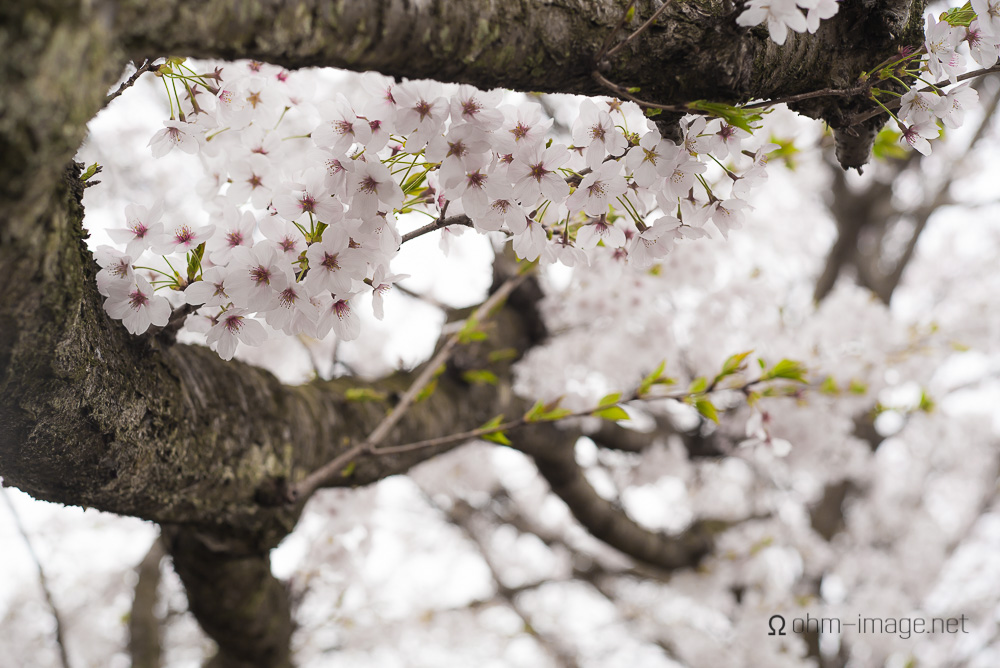 2015 Cherry Blossoms - 01.jpg