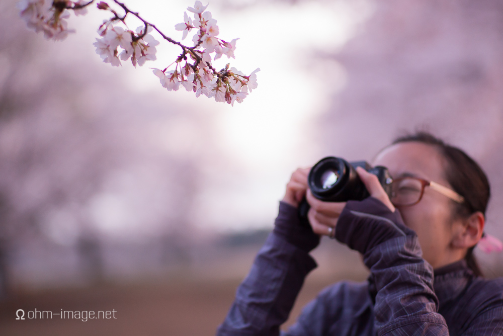 2015 Cherry Blossoms - 04.jpg