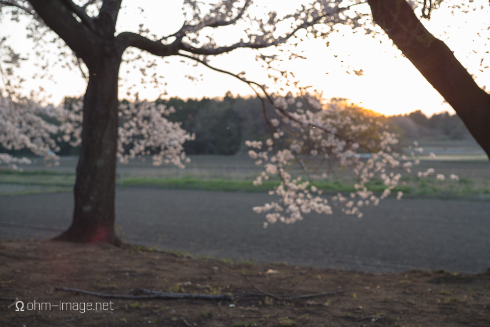 2015 Cherry Blossoms - 07.jpg