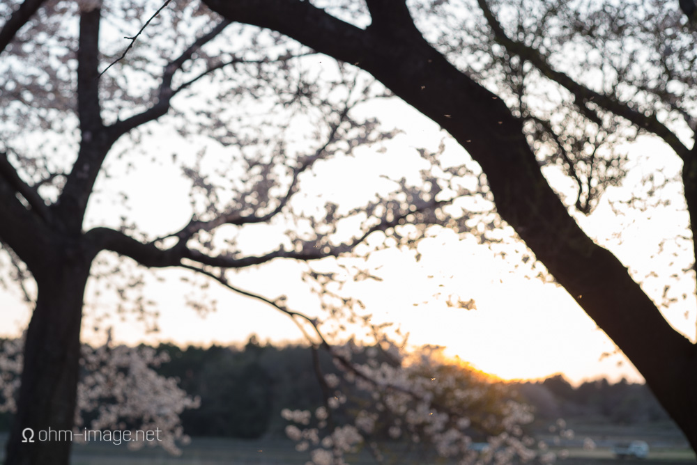 2015 Cherry Blossoms - 06.jpg