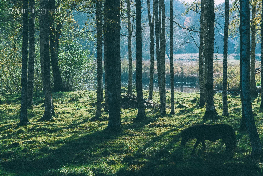 Pony in medow, Vetlanda
