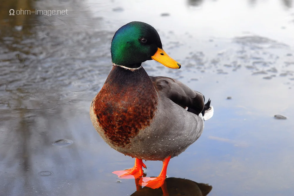 Duck, Abbotsford
